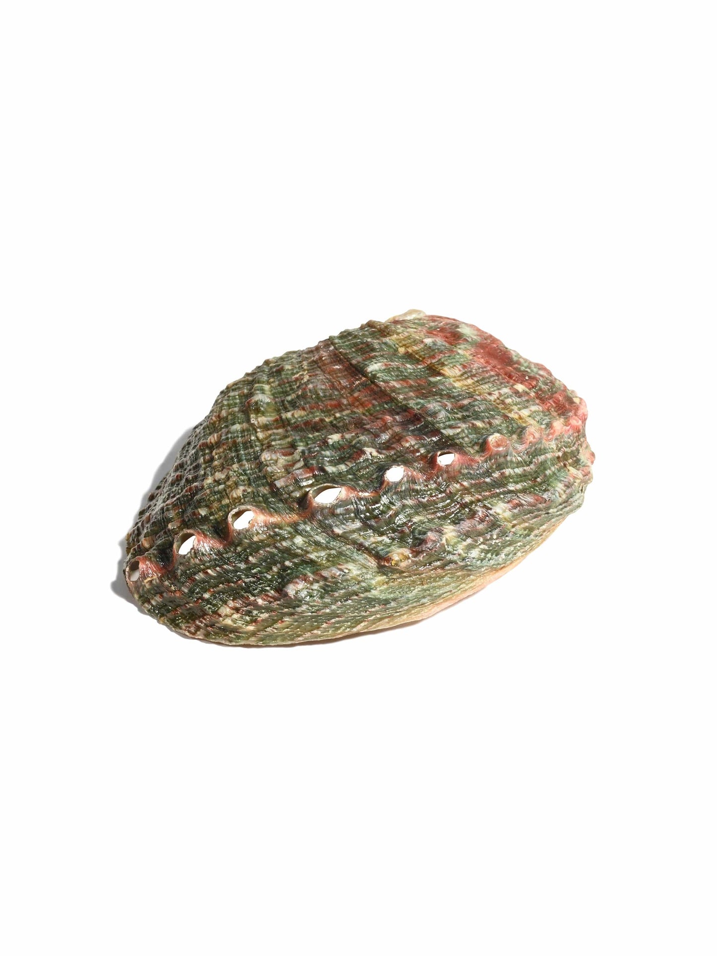 Ritual / Abalone Shell