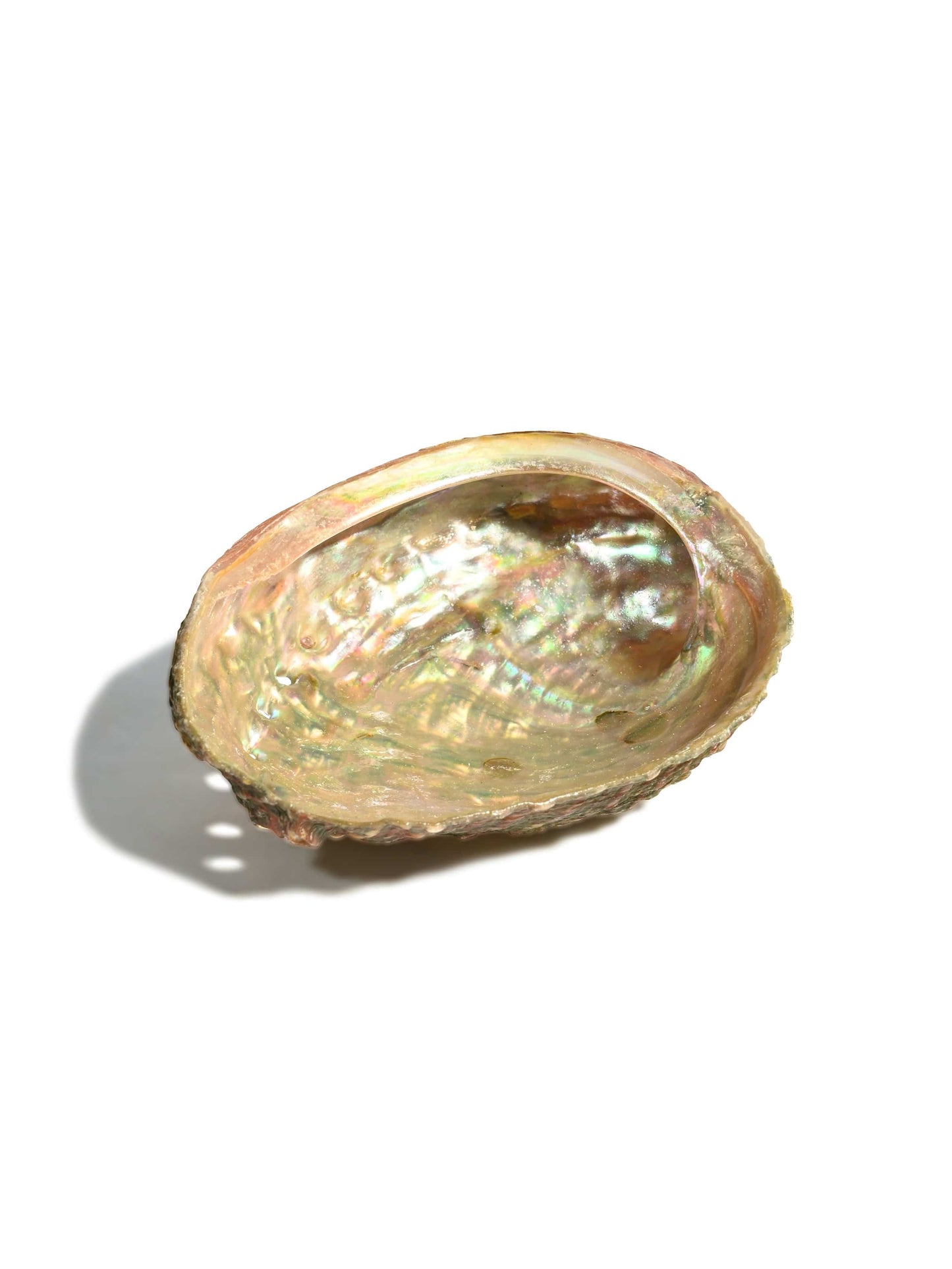 Ritual / Abalone Shell